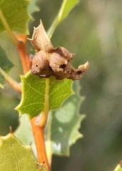 Callirhytis perfoveata