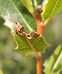 Callirhytis perfoveata