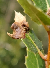 Callirhytis perfoveata