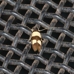 Stathmopoda mimantha