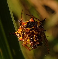 Macracantha hasselti