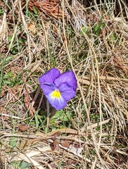 Viola calcarata