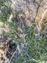 Hypericum fasciculatum