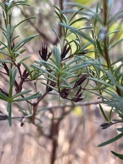 Hypericum fasciculatum