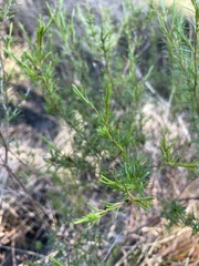 Hypericum fasciculatum