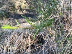 Hypericum fasciculatum