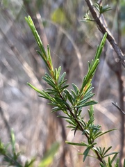 Hypericum fasciculatum