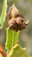 Callirhytis perfoveata
