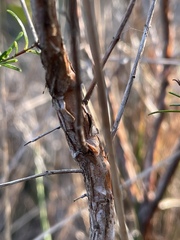 Hypericum fasciculatum