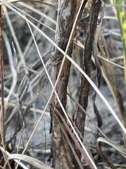 Hypericum fasciculatum