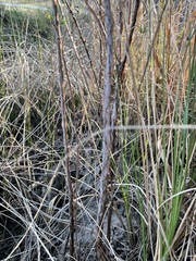 Hypericum fasciculatum