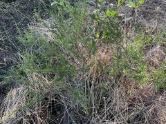 Hypericum fasciculatum