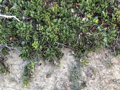 Arctostaphylos hookeri hearstiorum