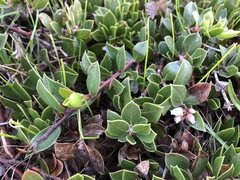 Arctostaphylos hookeri hearstiorum