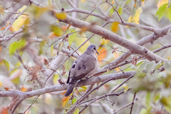 Turtur abyssinicus