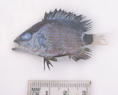 Lutjanus malabaricus