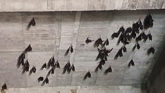 Hipposideros armiger terasensis