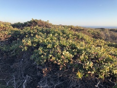 Arctostaphylos cruzensis