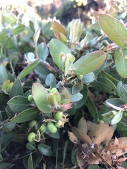 Arctostaphylos cruzensis