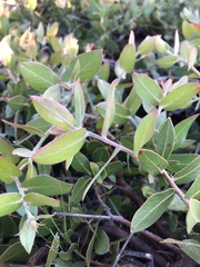 Arctostaphylos cruzensis