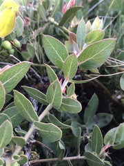 Arctostaphylos cruzensis