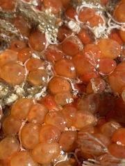 Metandrocarpa