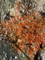 Metandrocarpa