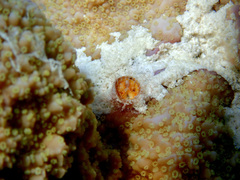 Thylacodes variabilis