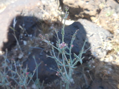 Eriogonum gracillimum