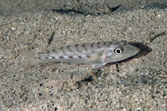 Sillago vittata