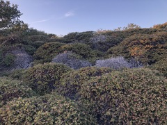Arctostaphylos cruzensis