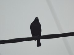 Molothrus rufoaxillaris