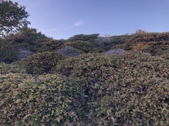 Arctostaphylos cruzensis