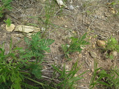 Sibbaldianthe orientalis