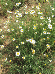 Aphanostephus riddellii