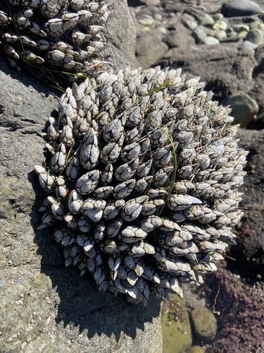 Gooseneck Barnacle, photo 3 of 8