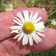 Aphanostephus riddellii