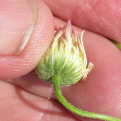 Aphanostephus riddellii