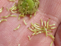 Aphanostephus riddellii