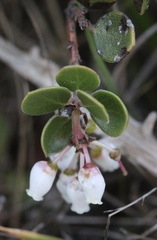 Arctostaphylos hookeri hearstiorum