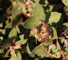 Arctostaphylos cruzensis