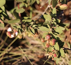 Arctostaphylos cruzensis