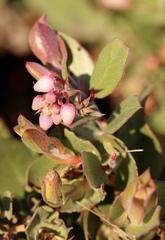 Arctostaphylos cruzensis