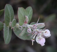 Arctostaphylos cruzensis
