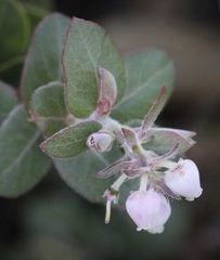 Arctostaphylos cruzensis