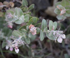 Arctostaphylos cruzensis