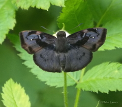 Zera hyacinthinus servius