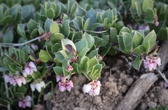Arctostaphylos hookeri hearstiorum