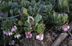 Arctostaphylos hookeri hearstiorum