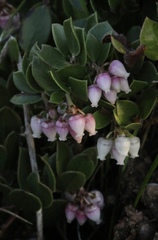 Arctostaphylos hookeri hearstiorum